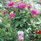 Trandafir copacel  Heidy Klum Rna